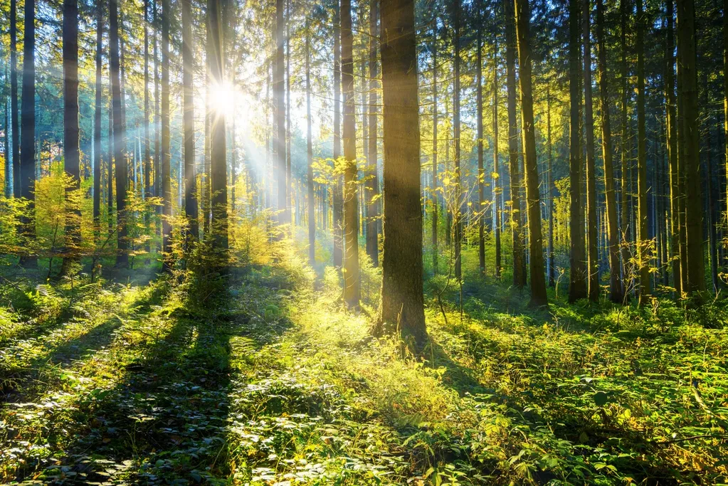 Sunlight filtering through trees